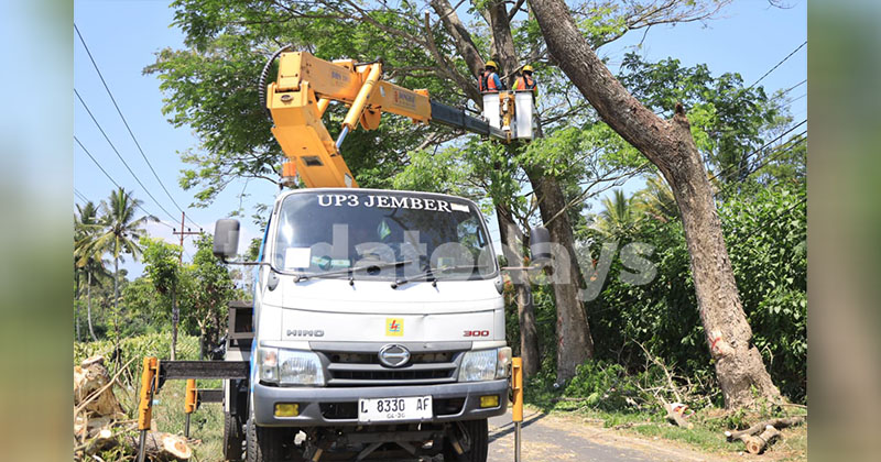 Pohon Dominasi Gangguan Listrik, PLN Fokus Kalisat-Sumberjambe-Ledokombo